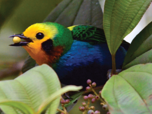Birding Colombia multicolor tanager