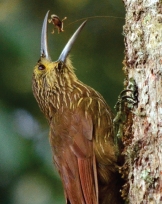 western central andes and choco birding tour in colombia strong billed woodcreeper