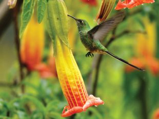 Black-tailed Trainbearer, Monserrate