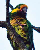 colombia endemics and specialties birding tours