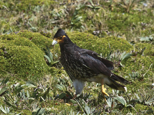 Carrunculated Caracara