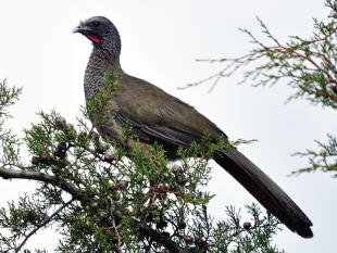 Colombian Chachalaca