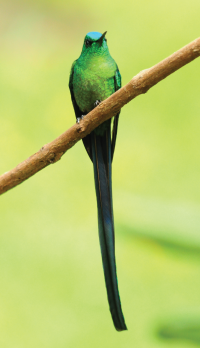 long tailed sylph birding in western andes colombia tours