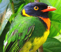 Birding in Colombia Fruiteater
