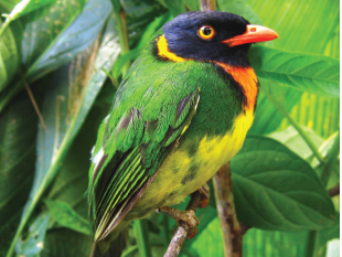 Orange-Breasted Fruiteater