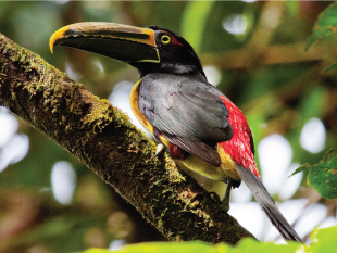 Stripe-billed Aracari