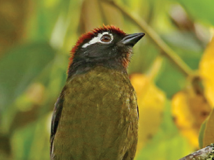 White-rimmed Brushfinch